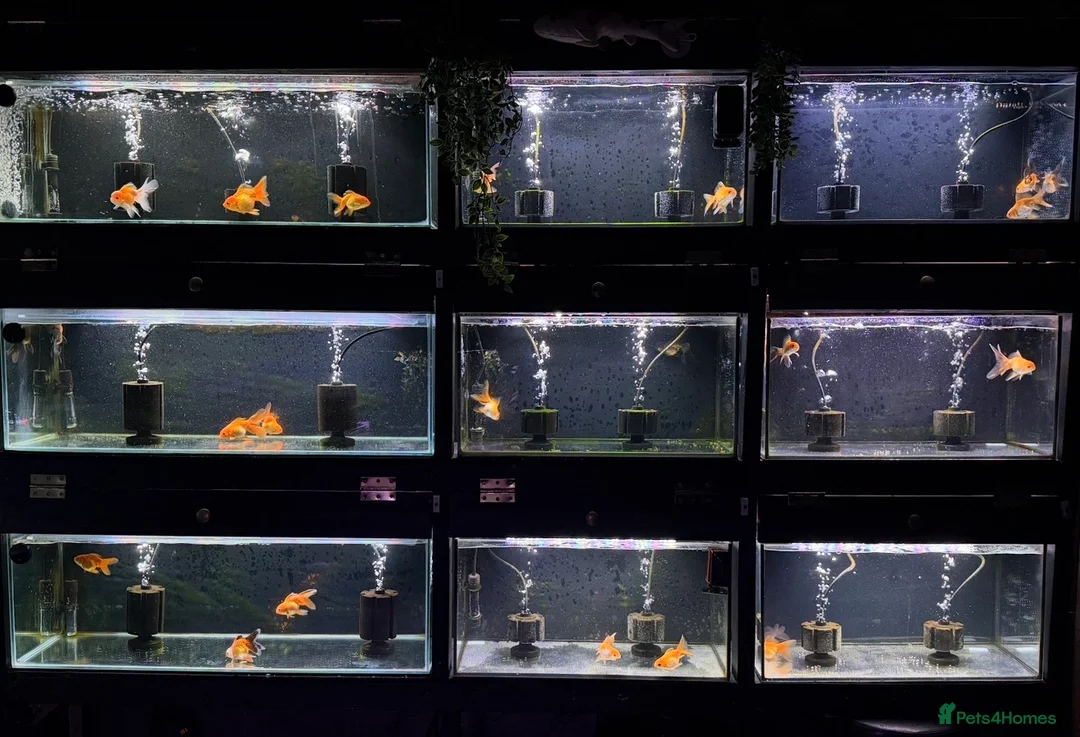 Goldfish fish for sale: Young Oranda Fancy goldfish for sale  - Advert 1