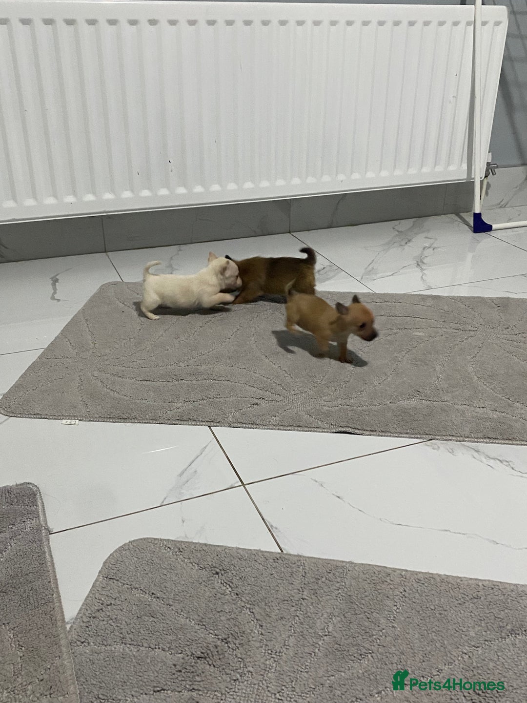 Chihuahua dogs for sale: 3 beautiful chihuahua puppies  - Advert 9