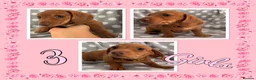 Miniature Dachshund dogs for sale: Miniature Dachshund Puppies - Advert 7