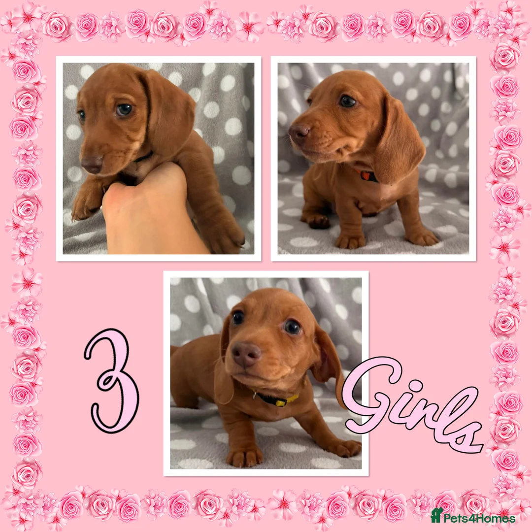 Miniature Dachshund dogs for sale: Miniature Dachshund Puppies - Advert 7