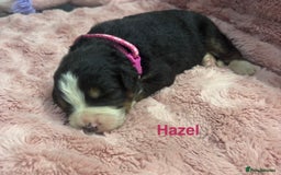 Bernese Mountain Dog dogs for sale: 🐾 Bernese Puppies – Ready Just Before  **   - Image 4