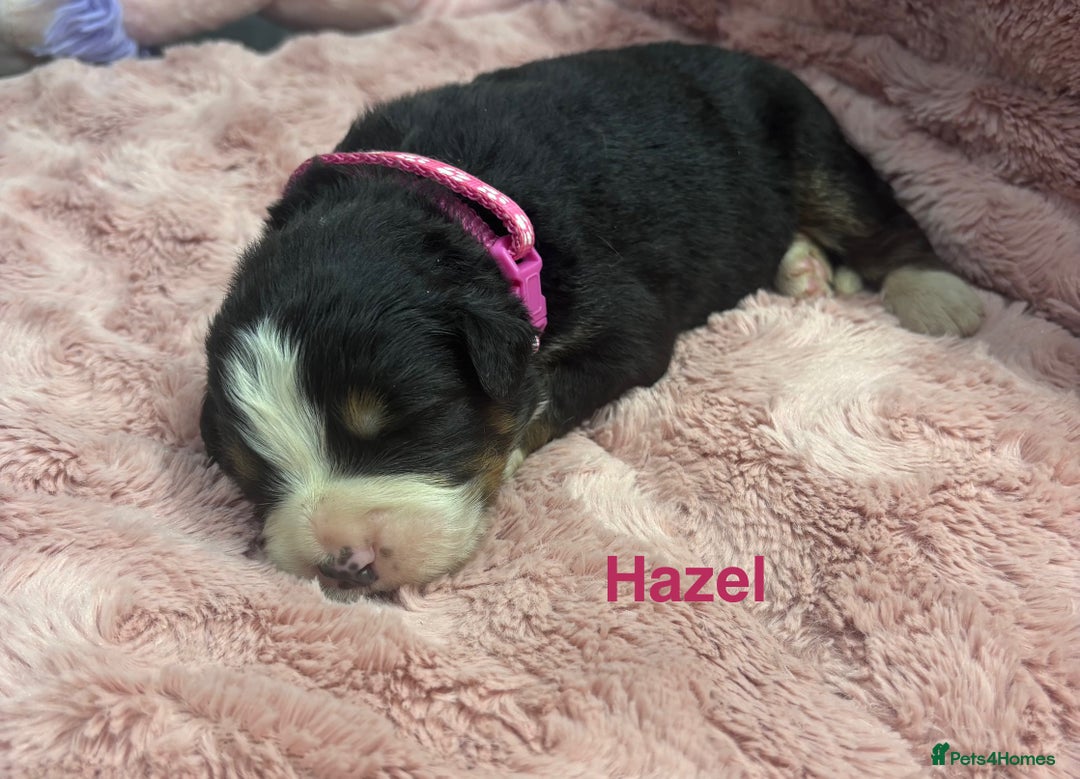 Bernese Mountain Dog dogs for sale: 🐾 Bernese Puppies – Ready Just Before  **   - Image 4