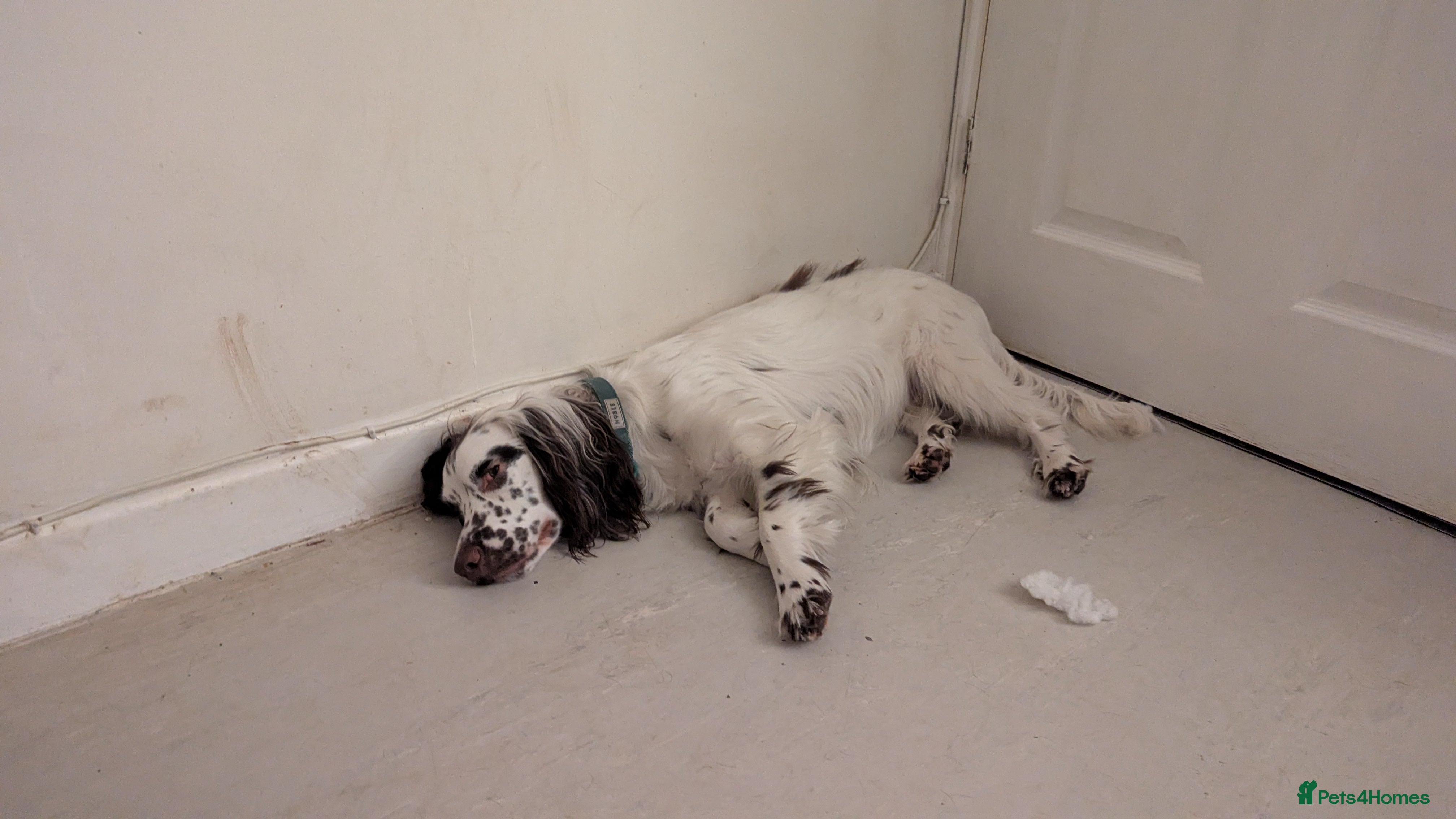 Sprocker dogs Murphy - Advert 1