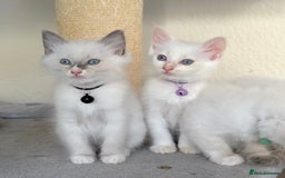 Ragdoll cats for sale: Gentle, Affectionate, Cuddly, Playful Kittens - Image 17