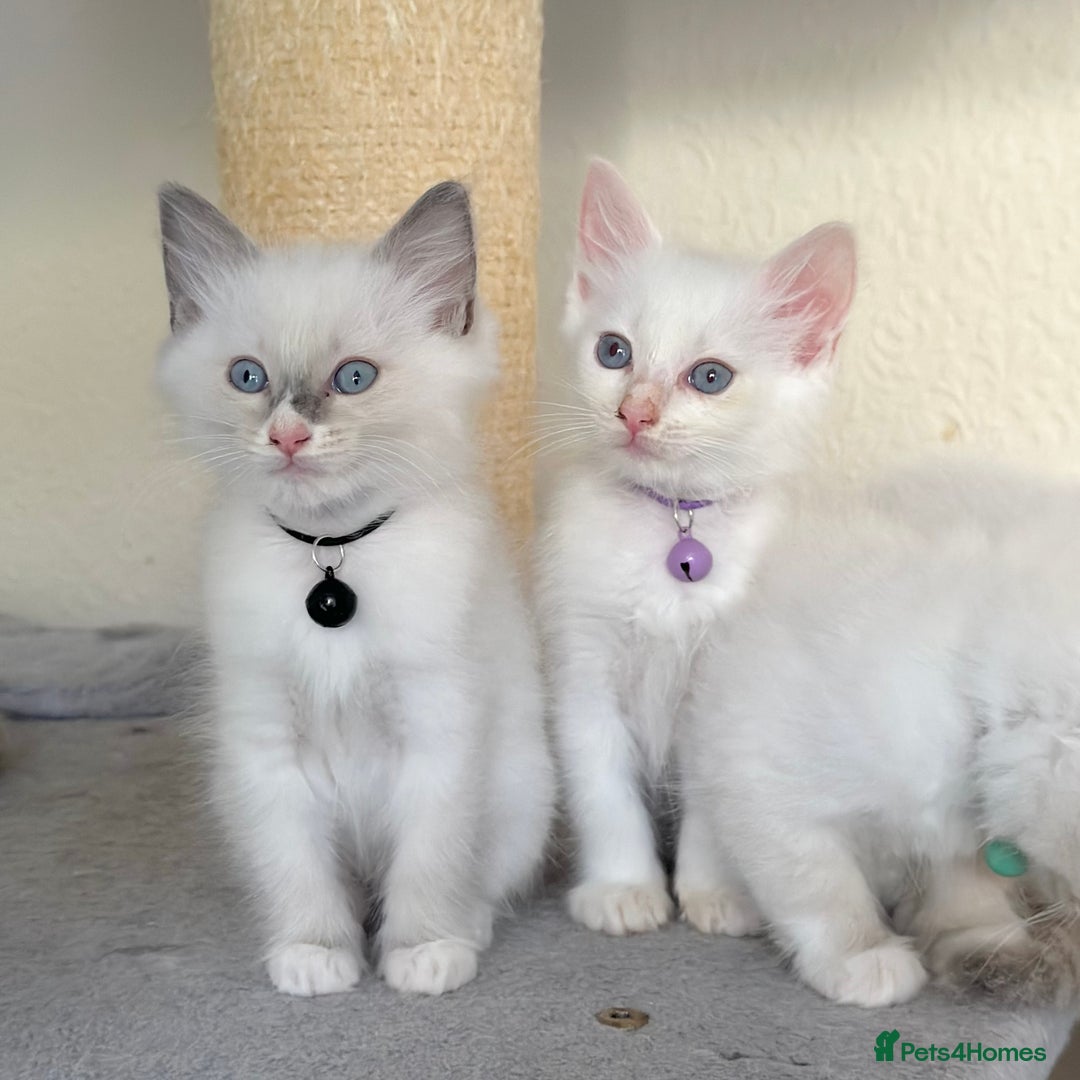 Ragdoll cats for sale: Gentle, Affectionate, Cuddly, Playful Kittens - Image 17