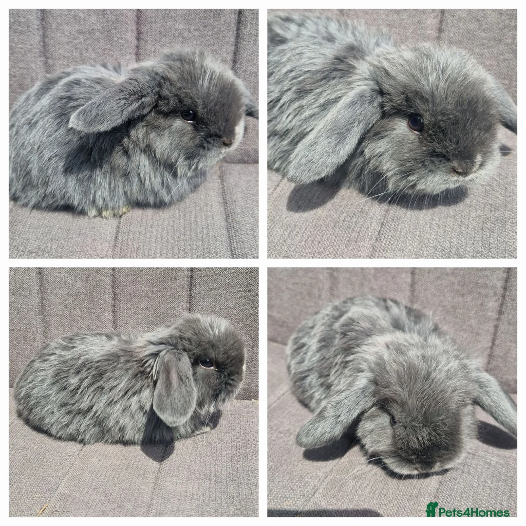 Mini Lop rabbits for sale: Mini Lop Bunnies - Advert 2
