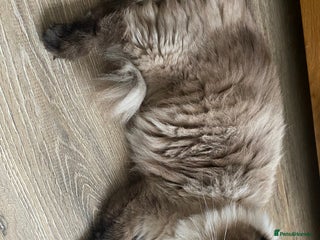 Ragdoll cats Ragdoll kittens male and female - Advert 1