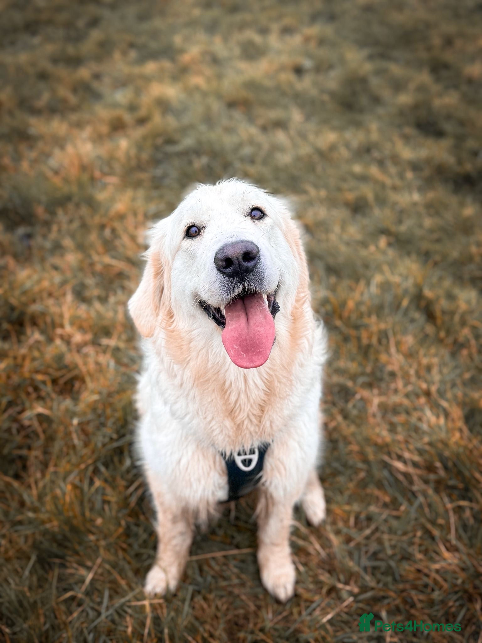 Golden Retriever dogs Female golden retriever  - Advert 3