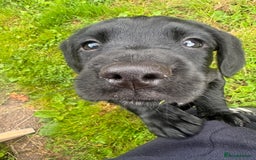 Mixed Breed dogs for sale: Cockerdale bitch  - Image 7