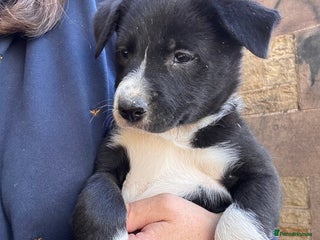 Border Collie dogs - Advert 2