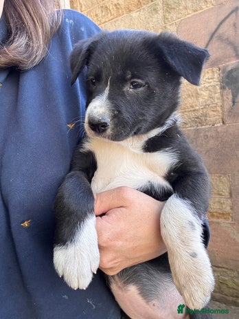 Border Collie dogs - Advert 2