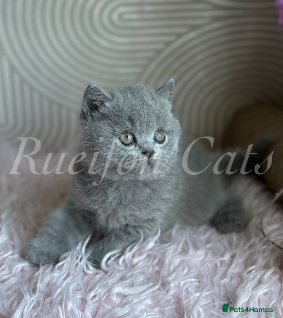 British Shorthair cats for sale: Adorable British Shorthair kittens GCCF registered - Image 18