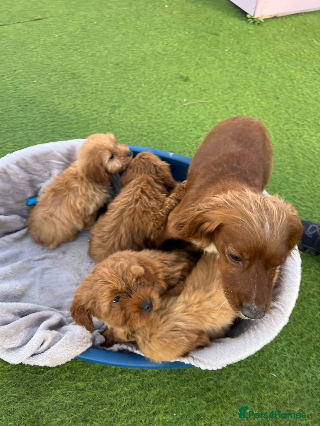 Cockapoo dogs for sale: Five beautiful cockapoos  - Advert 24