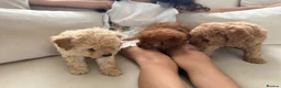 Toy Poodle dogs for sale: The cutest Toy poodle puppies - Advert 9