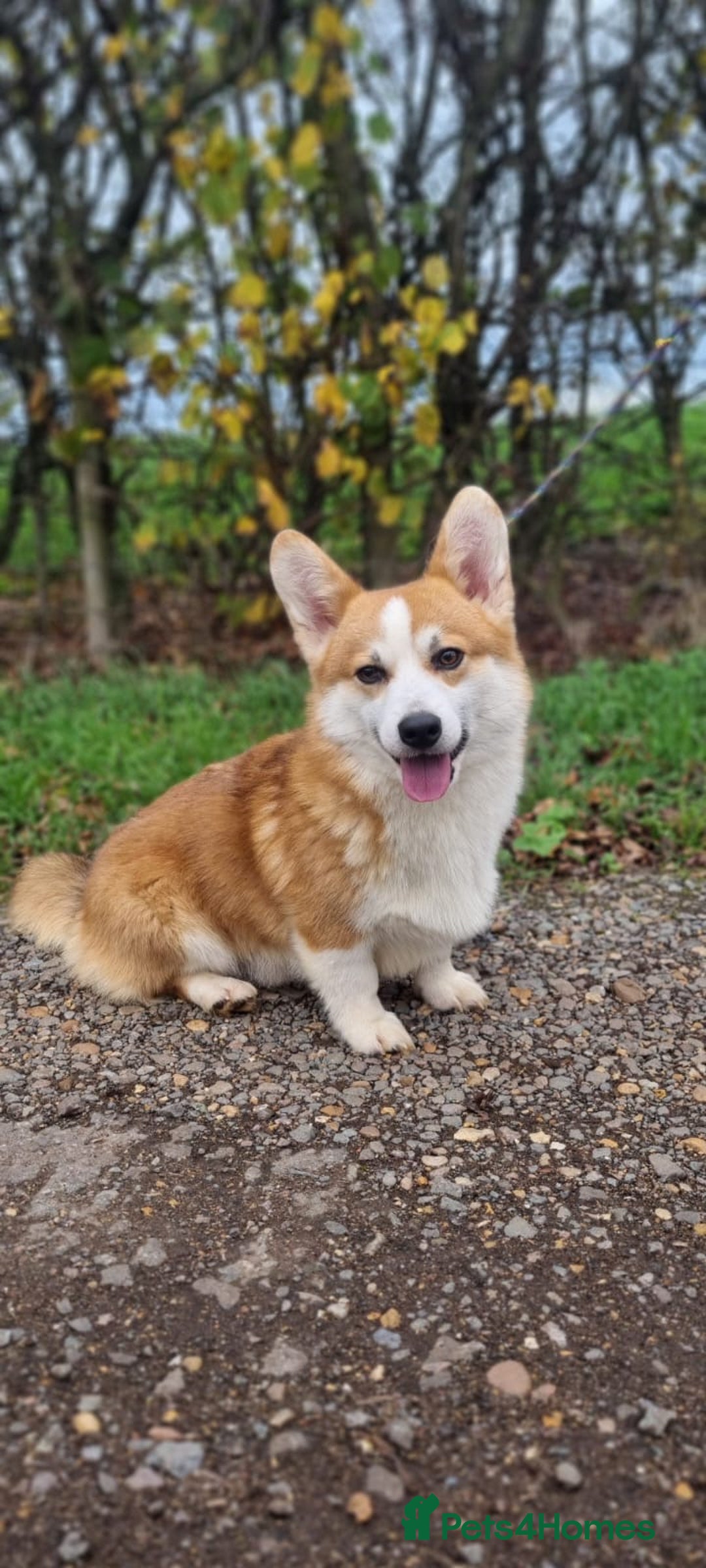 Welsh Corgi Pembroke dogs for stud: HEALTH TESTED Welsh Pembroke corgi for stud  - Advert 5