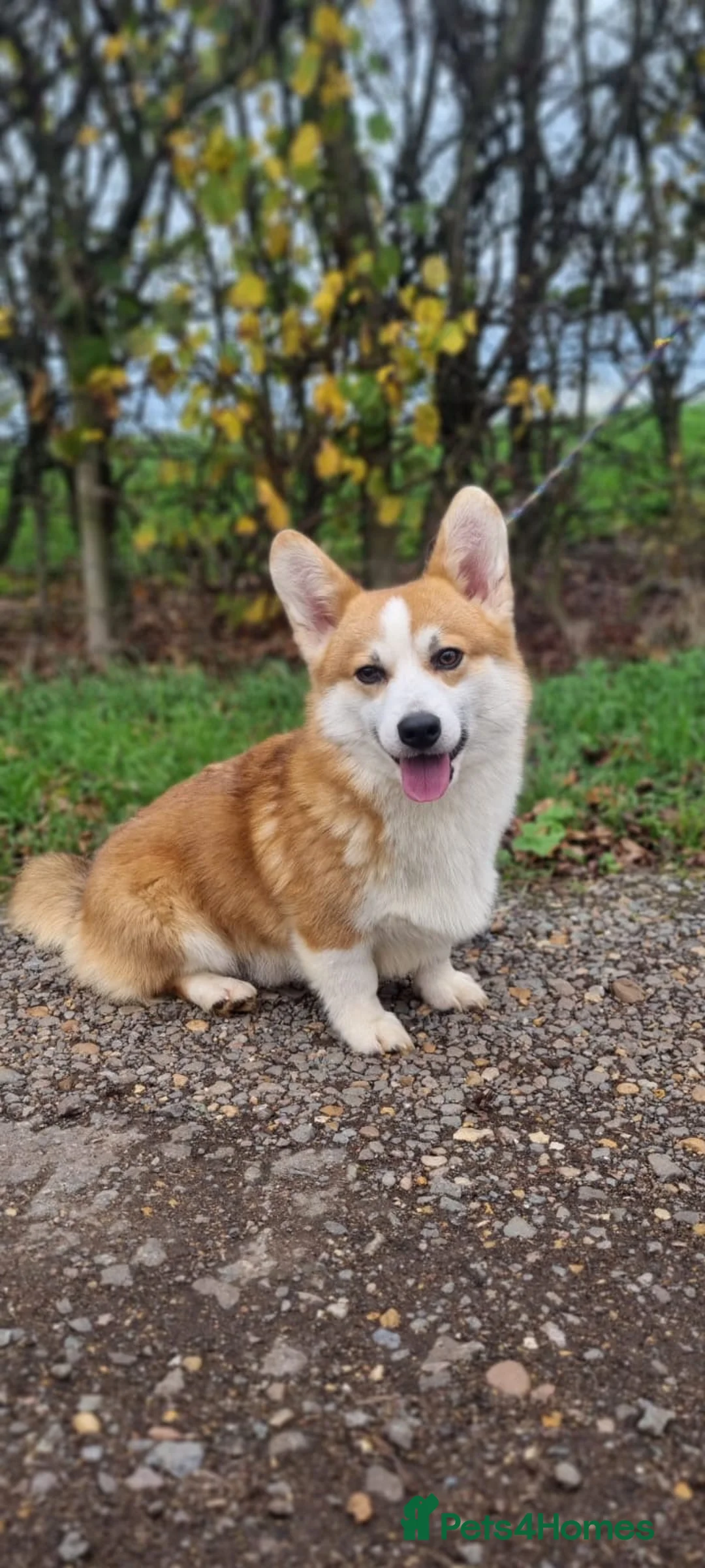 Welsh Corgi Pembroke dogs for stud: HEALTH TESTED Welsh Pembroke corgi for stud  - Advert 5