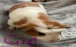 Guinea Pig rodents for sale: Mixed baby guinea pigs - Image 4