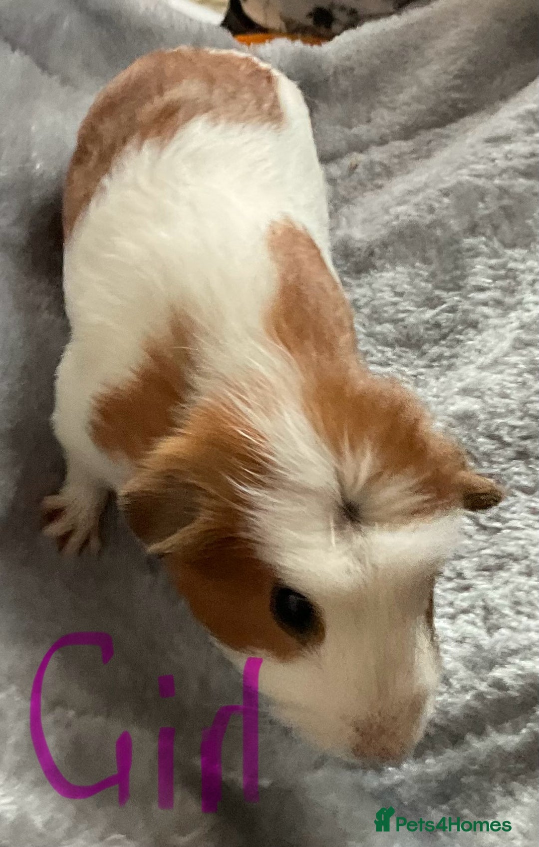Guinea Pig rodents for sale: Mixed baby guinea pigs - Image 4