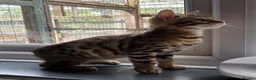 Bengal cats for sale: Pedigree SBT Male Bengal kitten - Advert 5