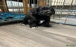 Jackapoo dogs for sale: Adorable Jackapoo puppies for sale !!!! - Image 9