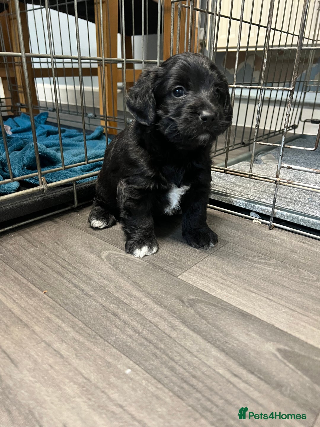 Jackapoo dogs for sale: Adorable Jackapoo puppies for sale !!!! - Image 9