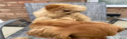 Cavapoo dogs for sale: Toy cavapoos  - Advert 6