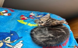 Mixed Breed cats for sale: 3 tabby kittens for sale  - Image 5