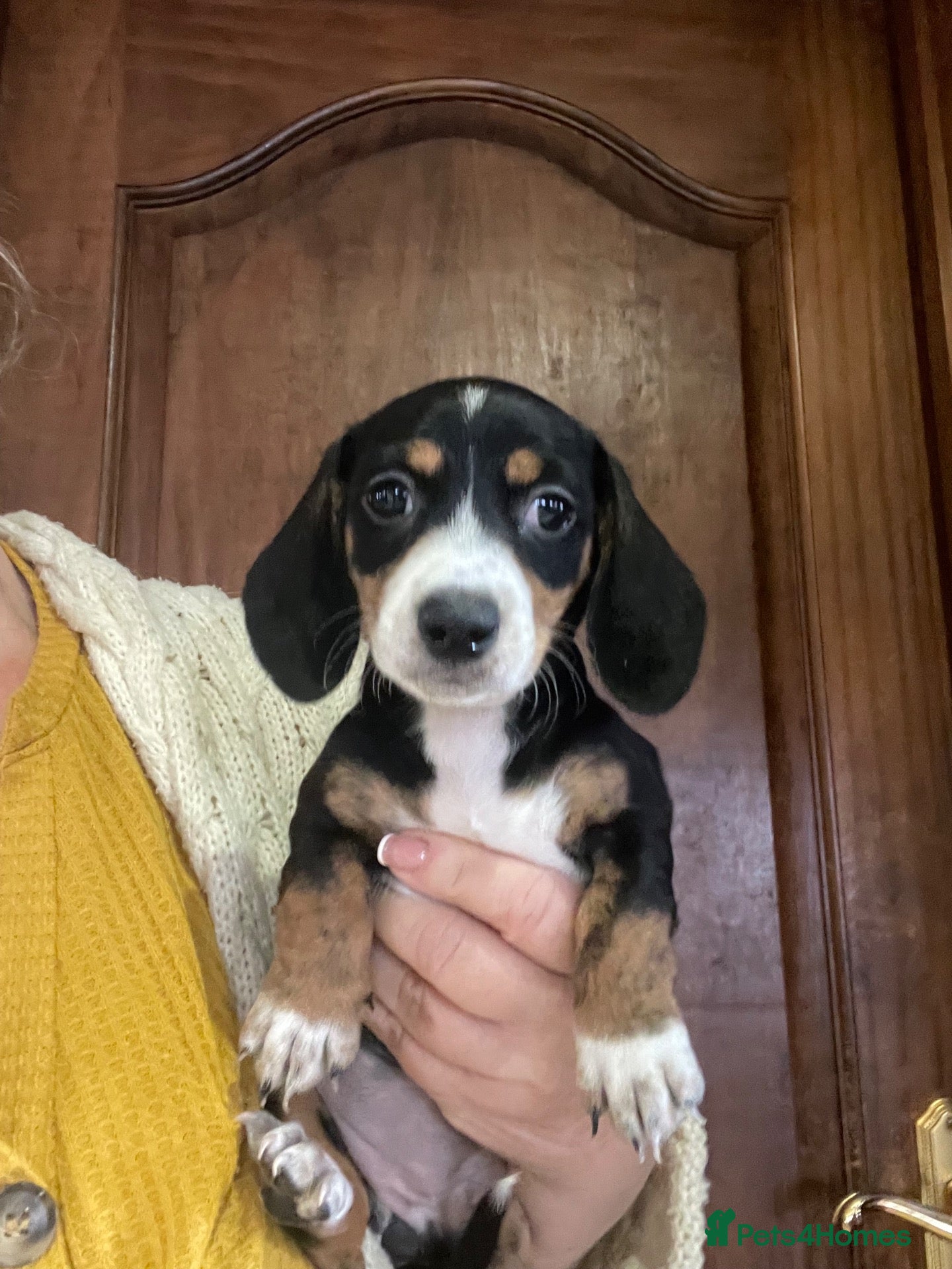 Miniature Dachshund dogs for sale: Beautiful Miniature dachshund puppies. READY NOW  - Advert 1