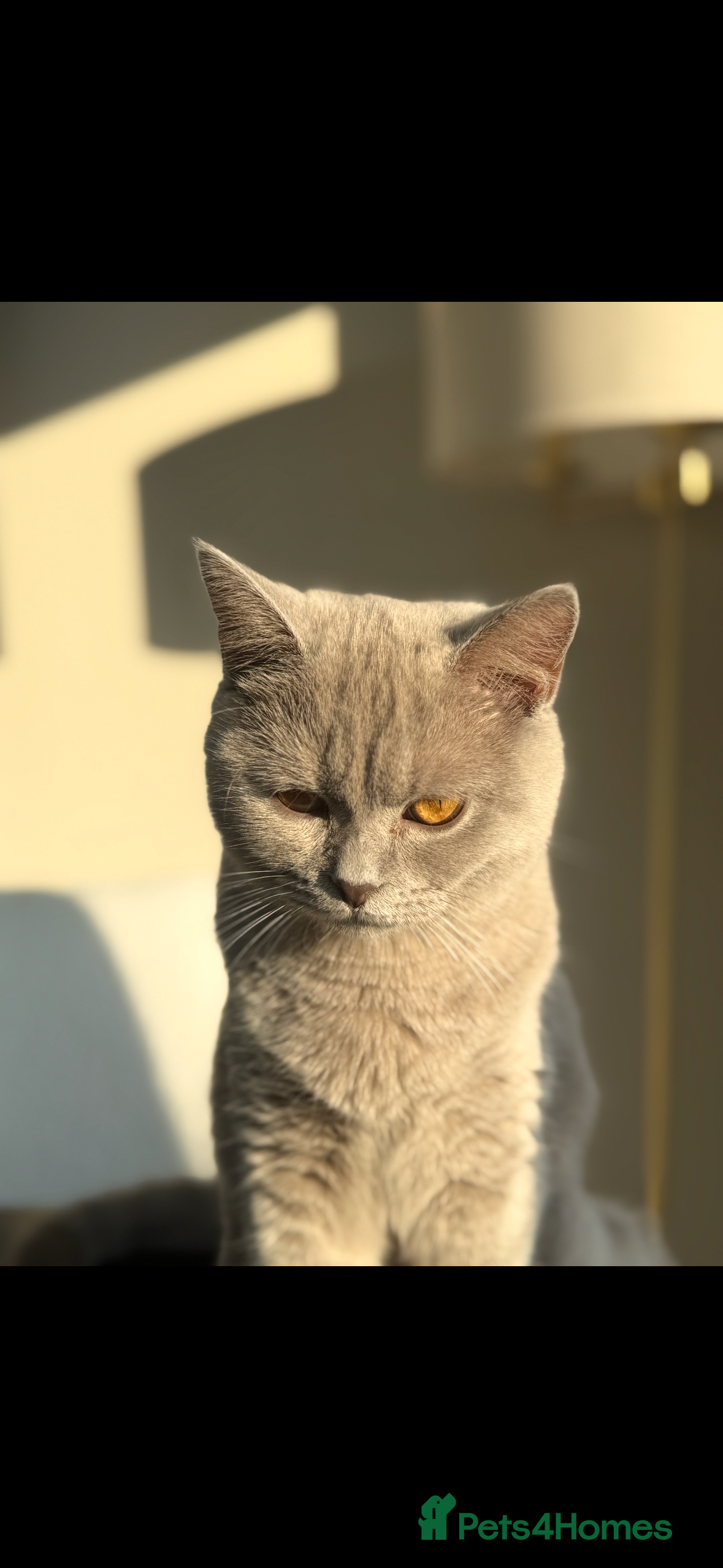 British Shorthair cats British shorthair kittens for sale  - Advert 2