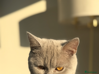 British Shorthair cats British shorthair kittens for sale - Advert 2