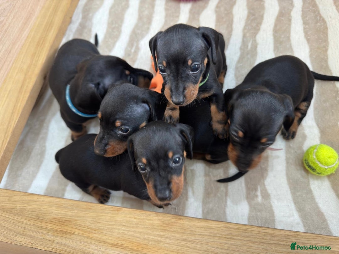 Dachshund dogs for sale: 3 boy dachshunds for sale - Image 5