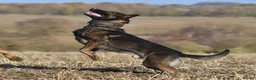 Mixed Breed dogs for sale: 🔥 PH1 BULLHERDERS BREEDING 🔥 - Advert 3