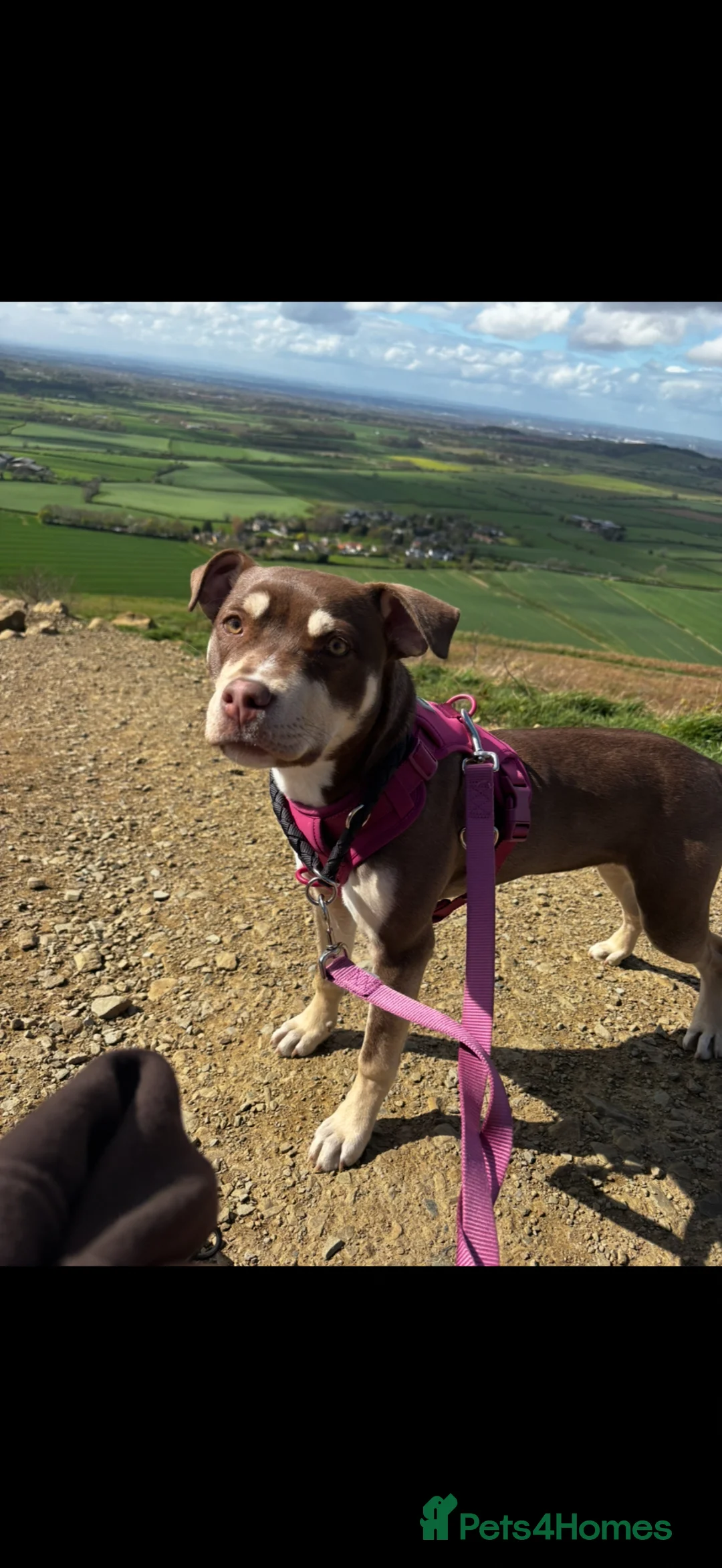 Mixed Breed dogs for sale: American bulldog cross - Advert 2