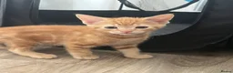 Mixed Breed cats for sale: Gorgeous kittens for sale - Advert 3