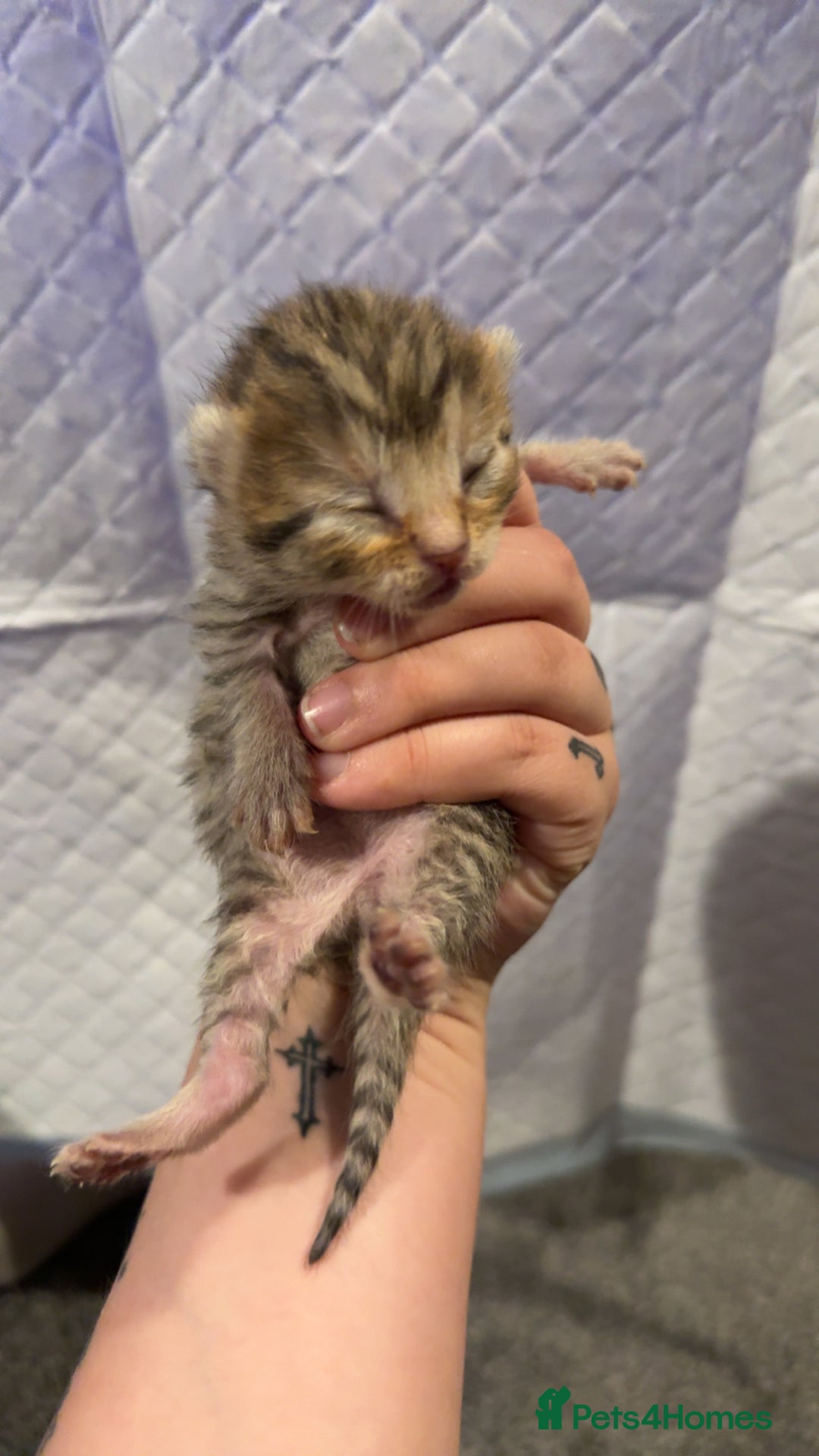 Bengal cats for sale: 10 Beautiful Bengal Kittens - Image 20