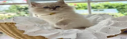 Ragdoll cats for sale: READY TO GO 1 left  (£900) available(TIMEWASTERS)  - Advert 22