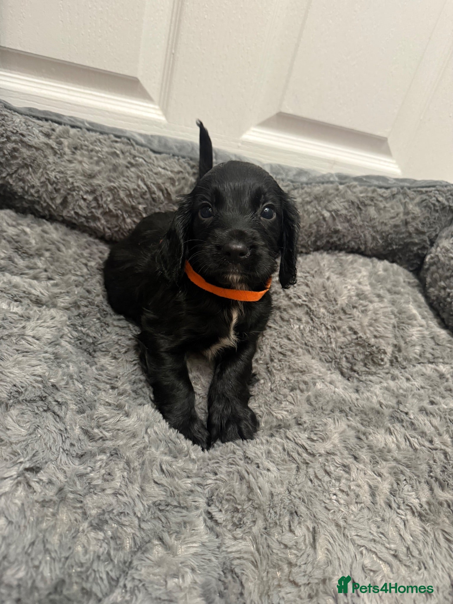 Cocker Spaniel dogs Pedigree Cocker Spaniel puppies  - Advert 18