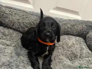 Cocker Spaniel dogs Pedigree Cocker Spaniel puppies - Advert 18