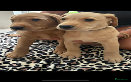 Labrador Retriever dogs for sale: 2 Labrador puppies for sale  - Image 10