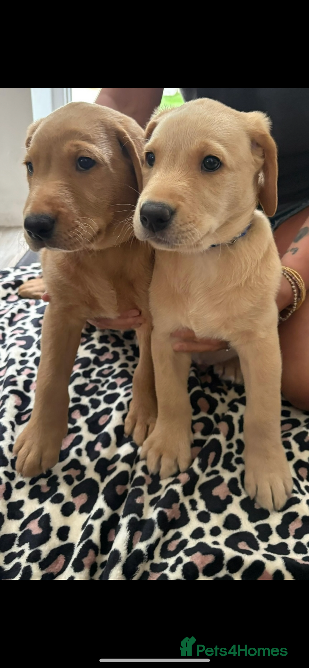 Labrador Retriever dogs for sale: 2 Labrador puppies for sale  - Image 10
