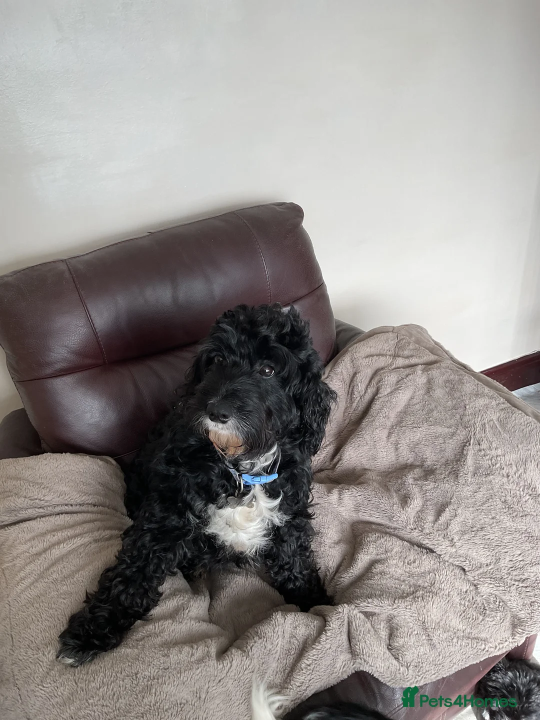 Mixed Breed dogs for sale: Cockerpoo x border collie puppies in Stoke-on-Trent - Advert 8