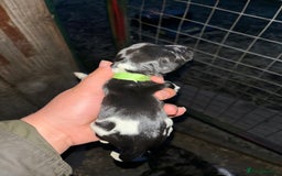 English Springer Spaniel dogs for sale: Gorgeous marked English Springer Spaniel pups  - Image 17