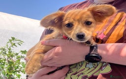 Mixed Breed dogs for adoption: Little (Tiny) Lady - Image 16