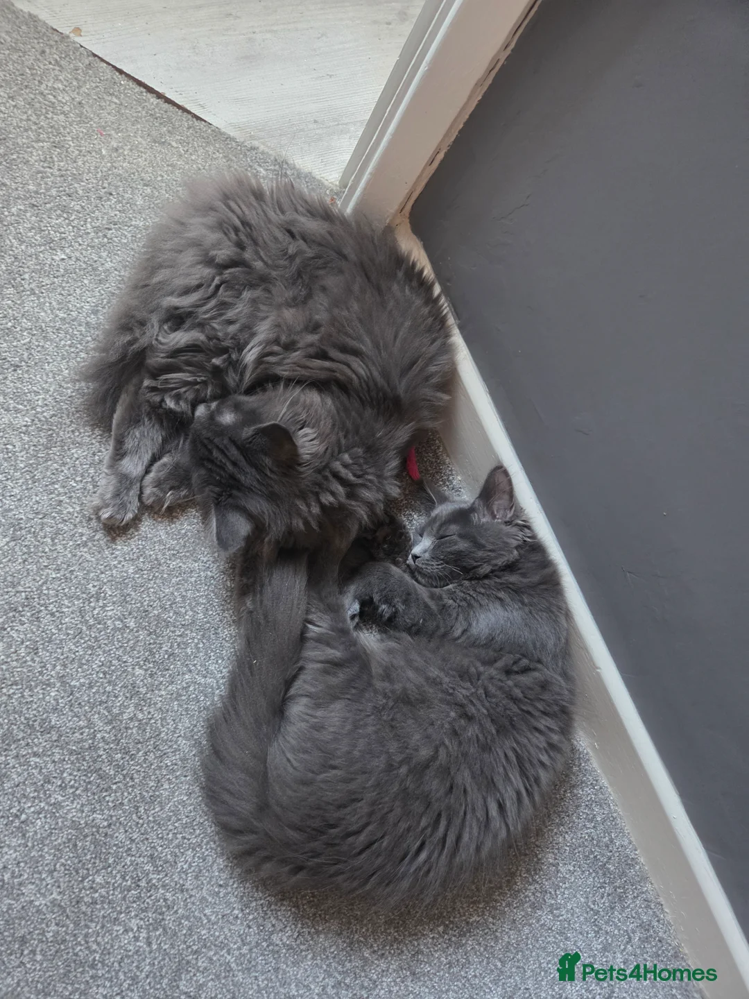 Maine Coon cats for sale: Solid Grey Male Mainecoon - Advert 6