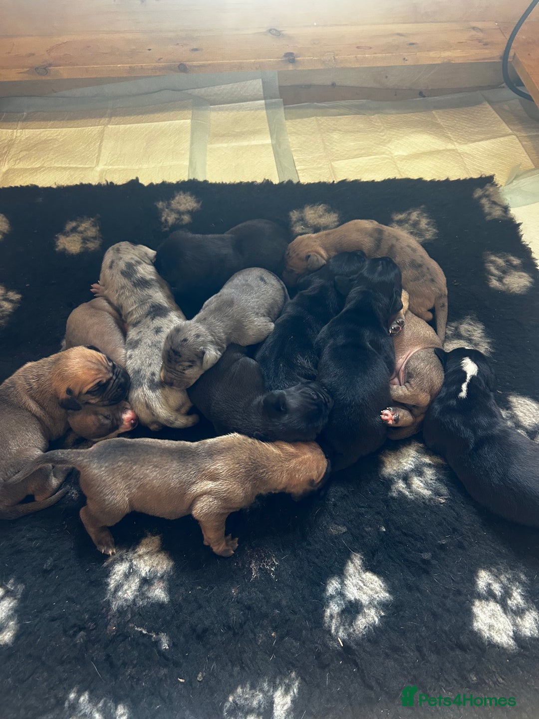 Great Dane dogs for sale: Stunning puppies, health tested KC parents. - Image 3