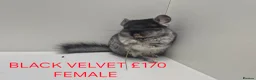 Chinchilla rodents for sale: STUNNING BABIES CHINCHILLA MIX COLOURS AND GENDER  - Advert 9