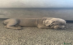 Cane Corso dogs for sale: 2-Month-Old Cane Corso Puppy – Rehoming - Advert 2