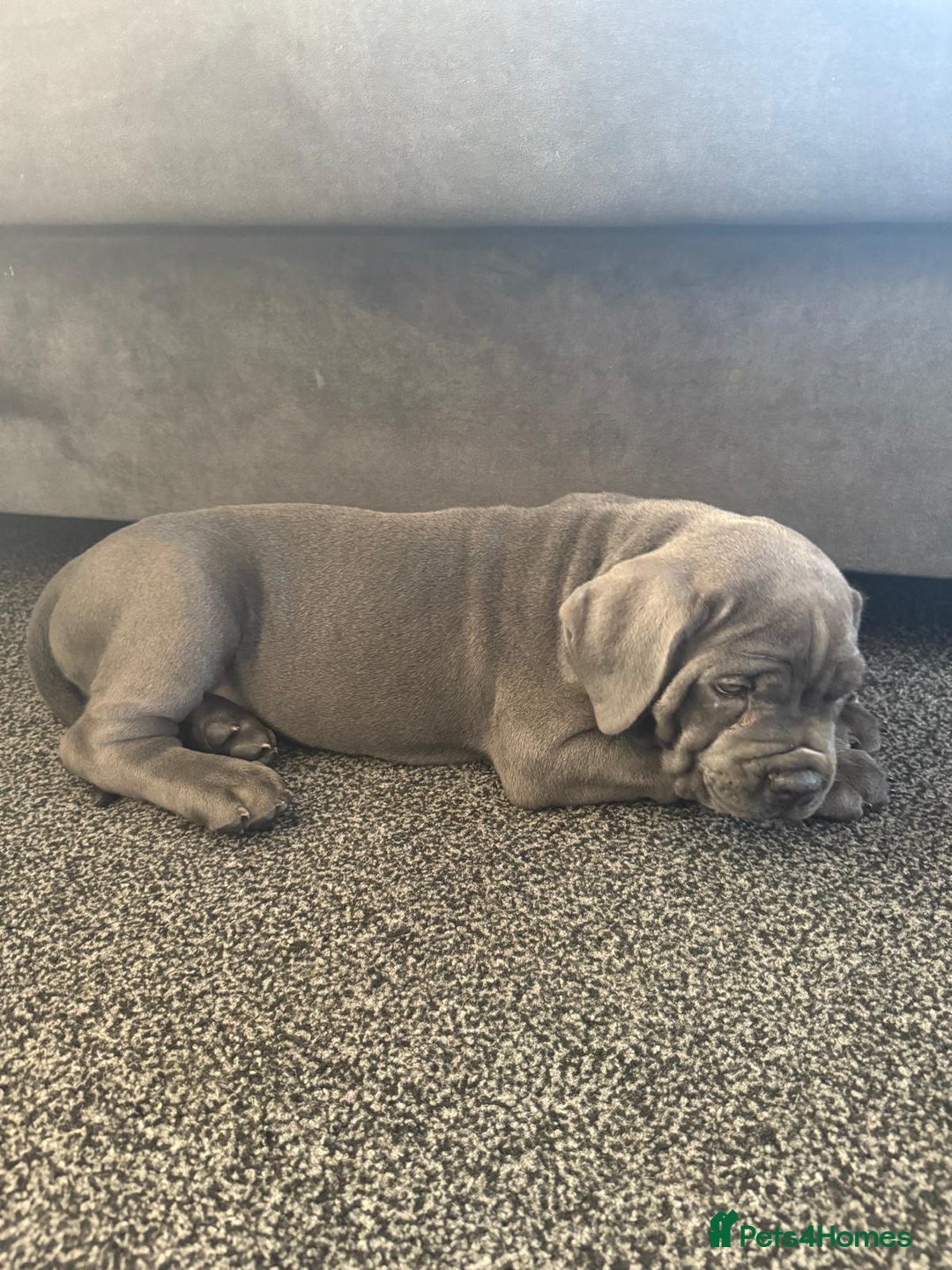 Cane Corso dogs for sale: 2-Month-Old Cane Corso Puppy – Rehoming - Advert 2