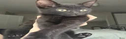 Mixed Breed cats for sale: 4 Beautiful kittens looking for Loving Homes in Bradford - Advert 2