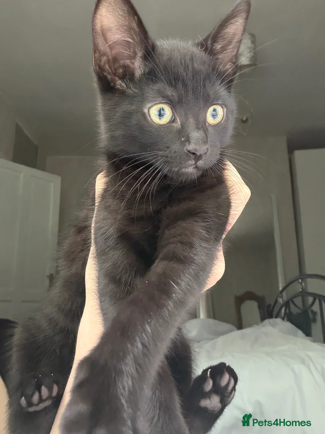 Mixed Breed cats for sale: 4 Beautiful kittens looking for Loving Homes in Bradford - Advert 2